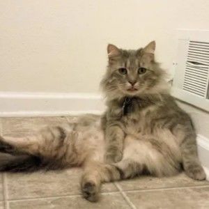 Meet your Posher, Jenny